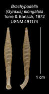 Imagem de <i>Brachypodella elongatula</i> Torre & Bartsch