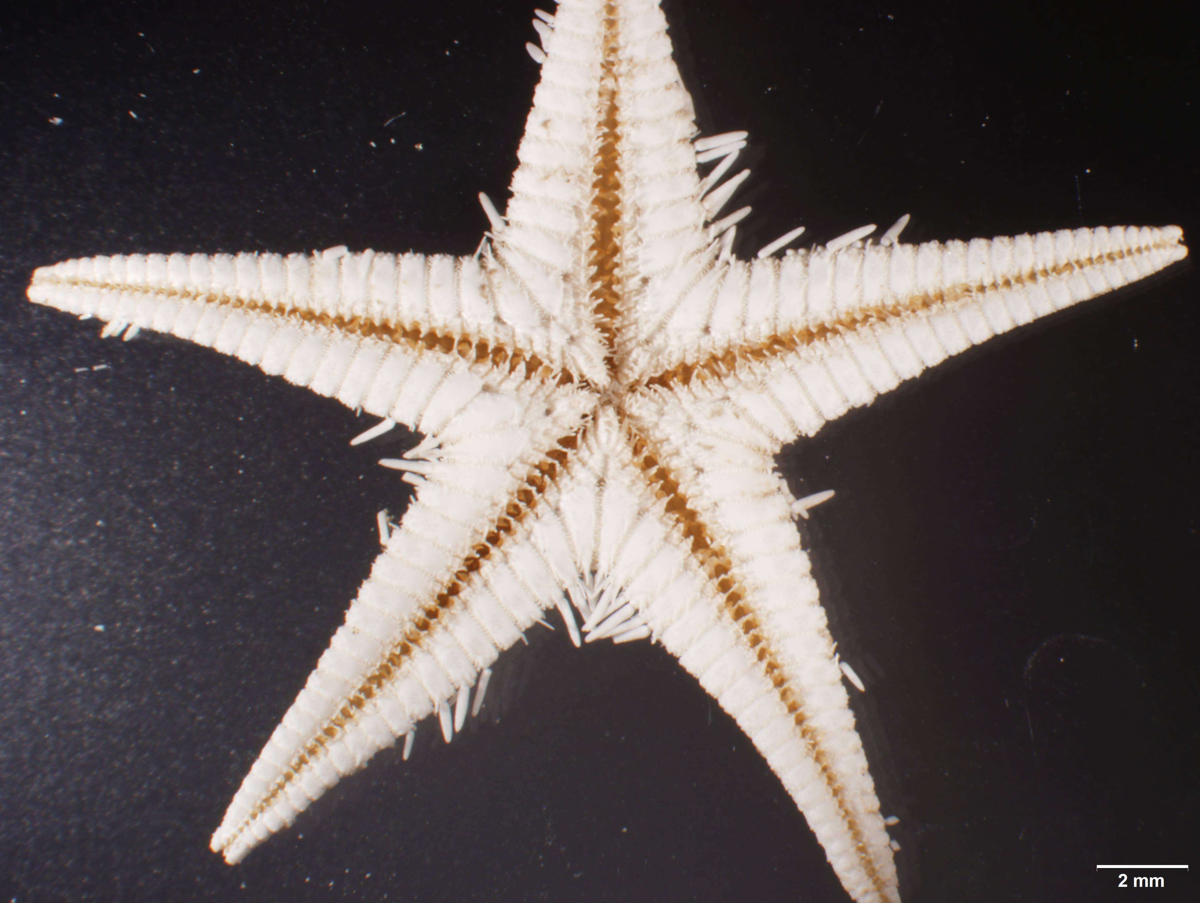 Image of Astropecten marginatus Gray 1840