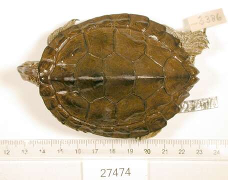 Image of Texas Map Turtle