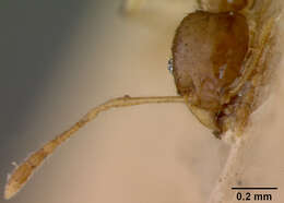 Image de Pheidole terresi illota Wheeler & Mann 1914