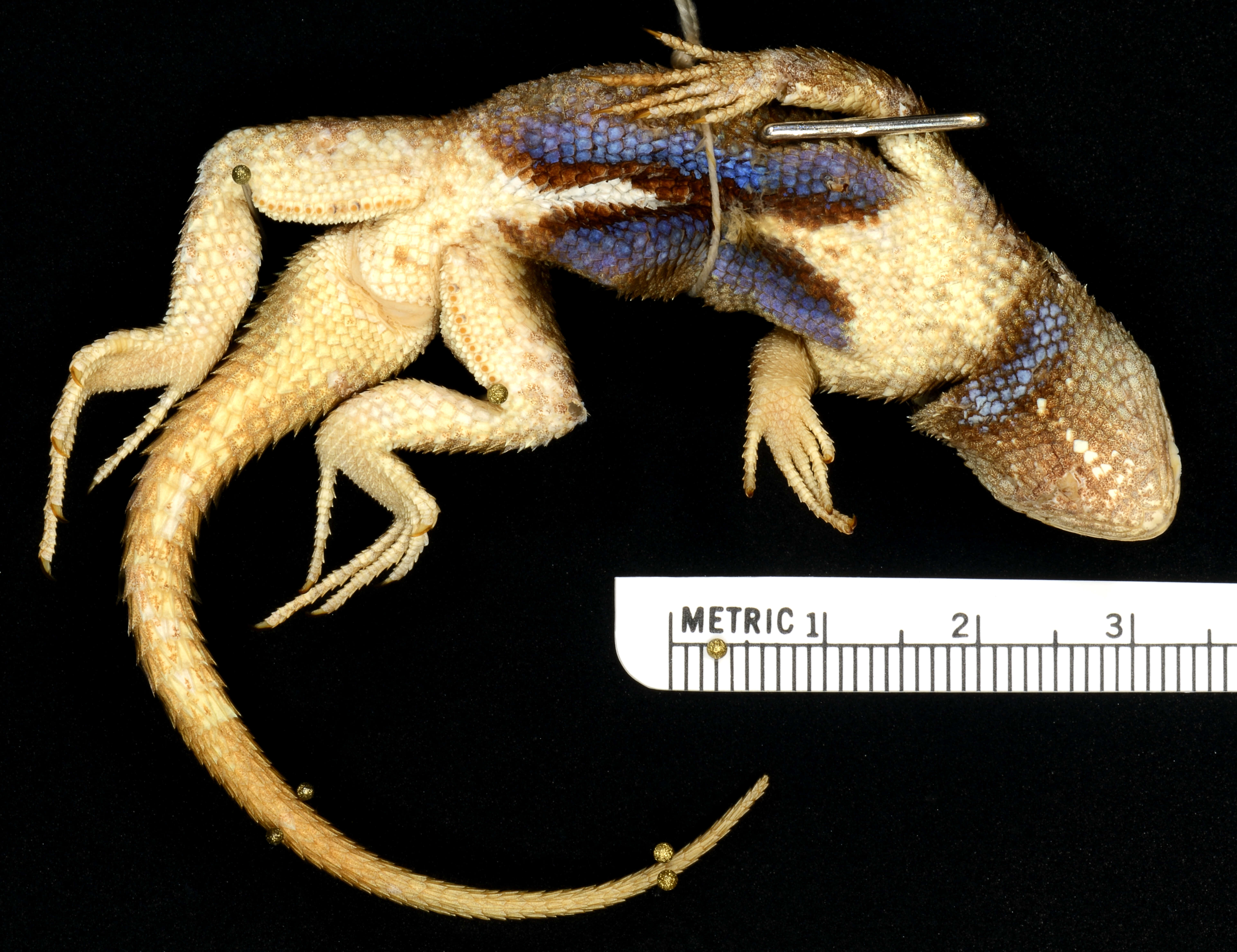 Image of Western Fence Lizard