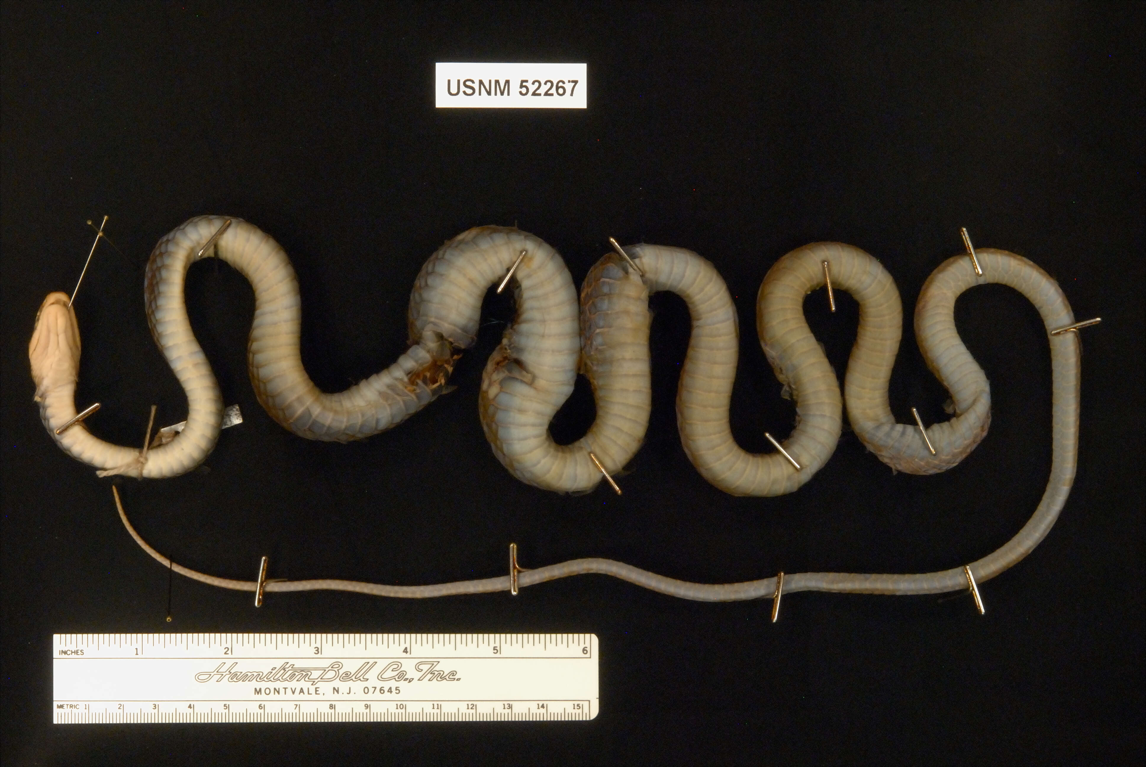 Image of Cantor's rat snake