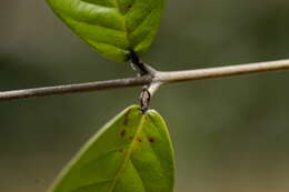 Image of Hiraea faginea (Sw.) Nied.