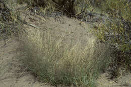 Imagem de Muhlenbergia pungens Thurb.