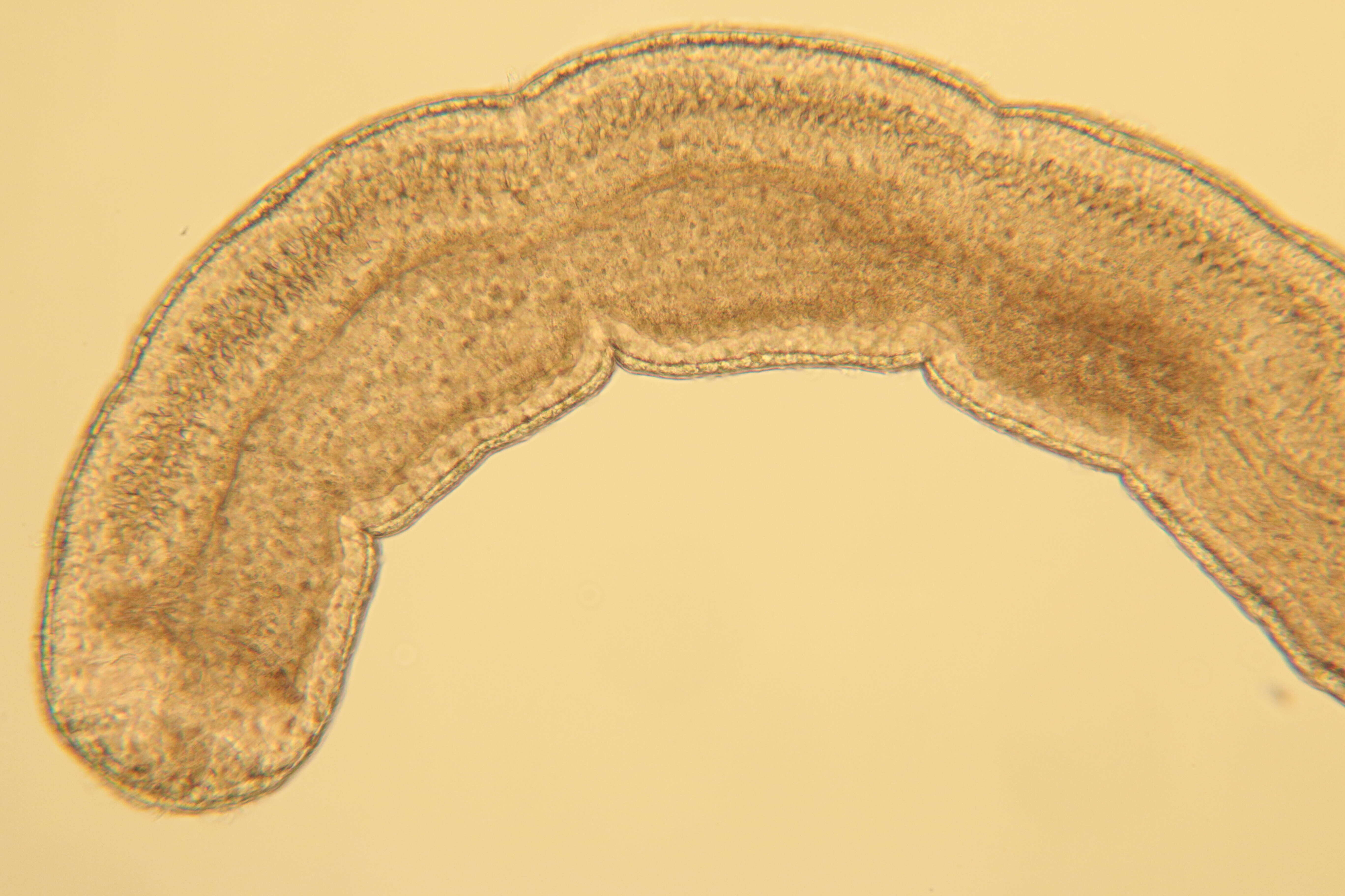 Image of Cephalothricidae