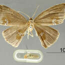 Image de Leptoctenopsis leucographa Dognin 1906