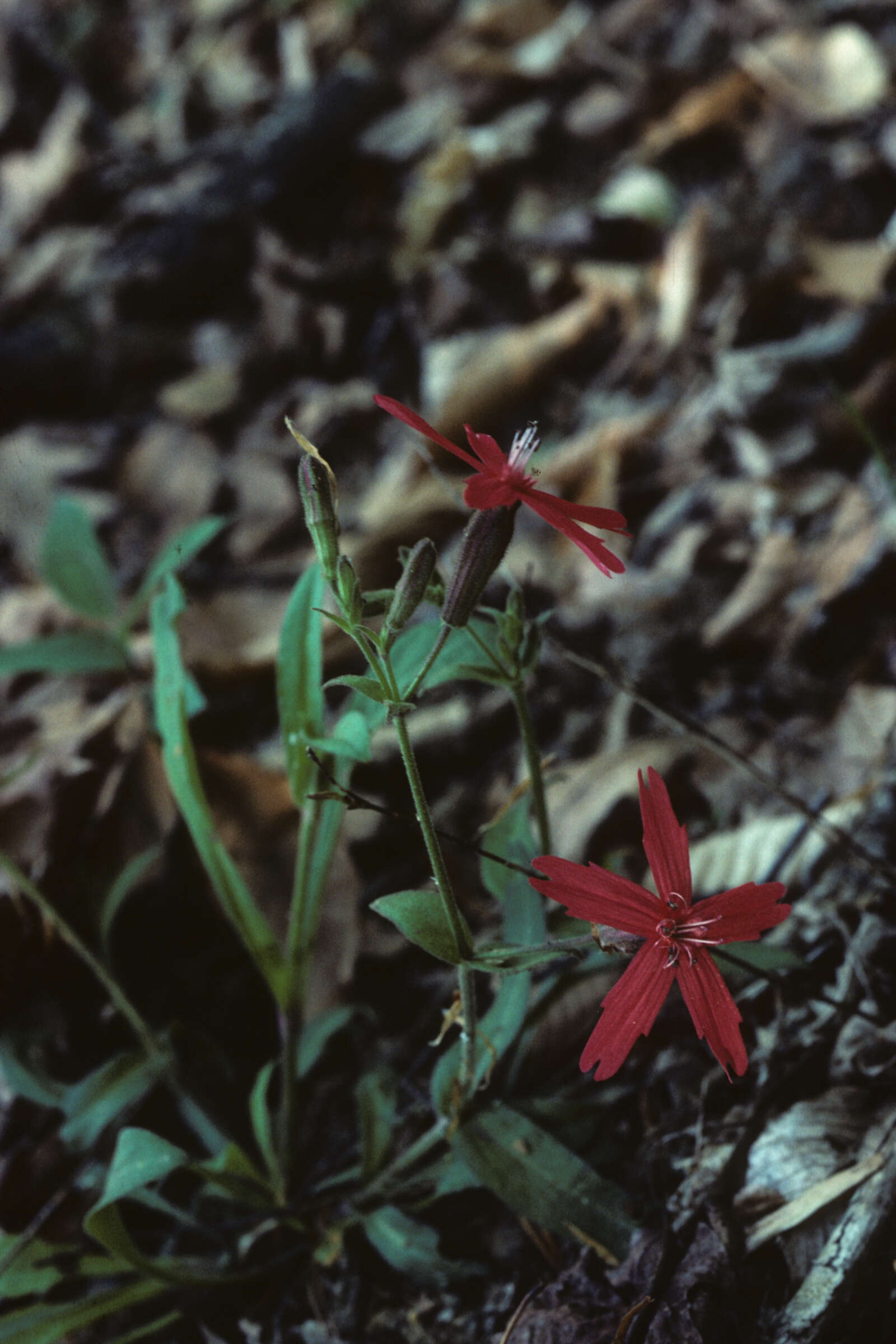 Image de Silene virginica L.