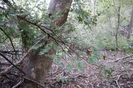 Image of Florida Yew