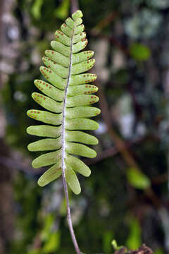 Image of Polypodium L.