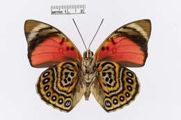 Image of Agrias sardanapalus Bates 1860