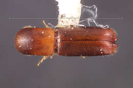 Image of Monarthrum bituberculatum Wood 2007