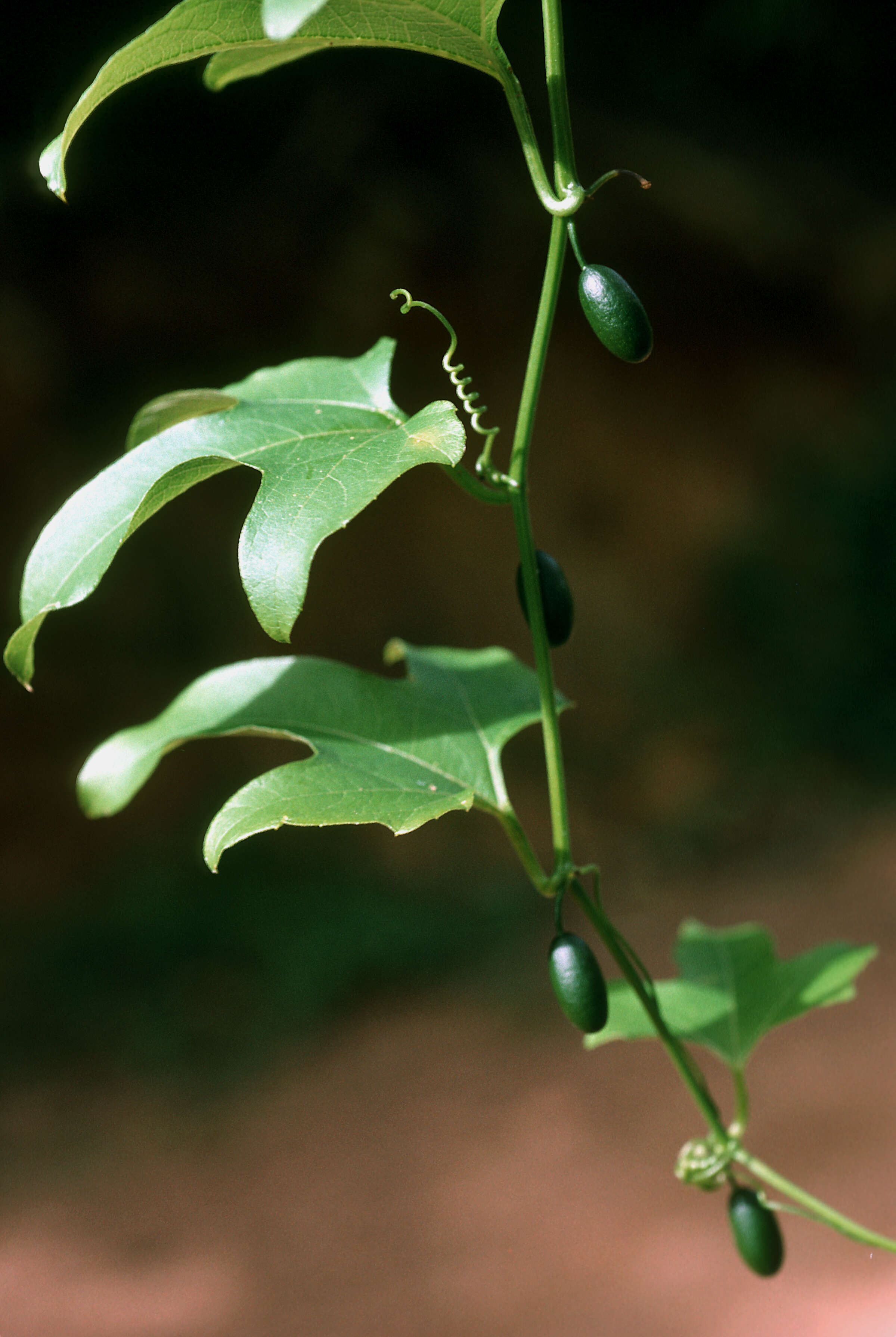 Image of American Melonleaf