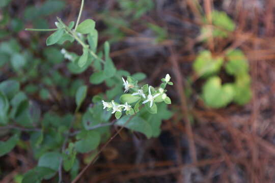 Image de Sericocarpus tortifolius (Michx.) Nees