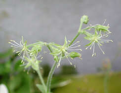 صورة Schiedea verticillata Forest Brown