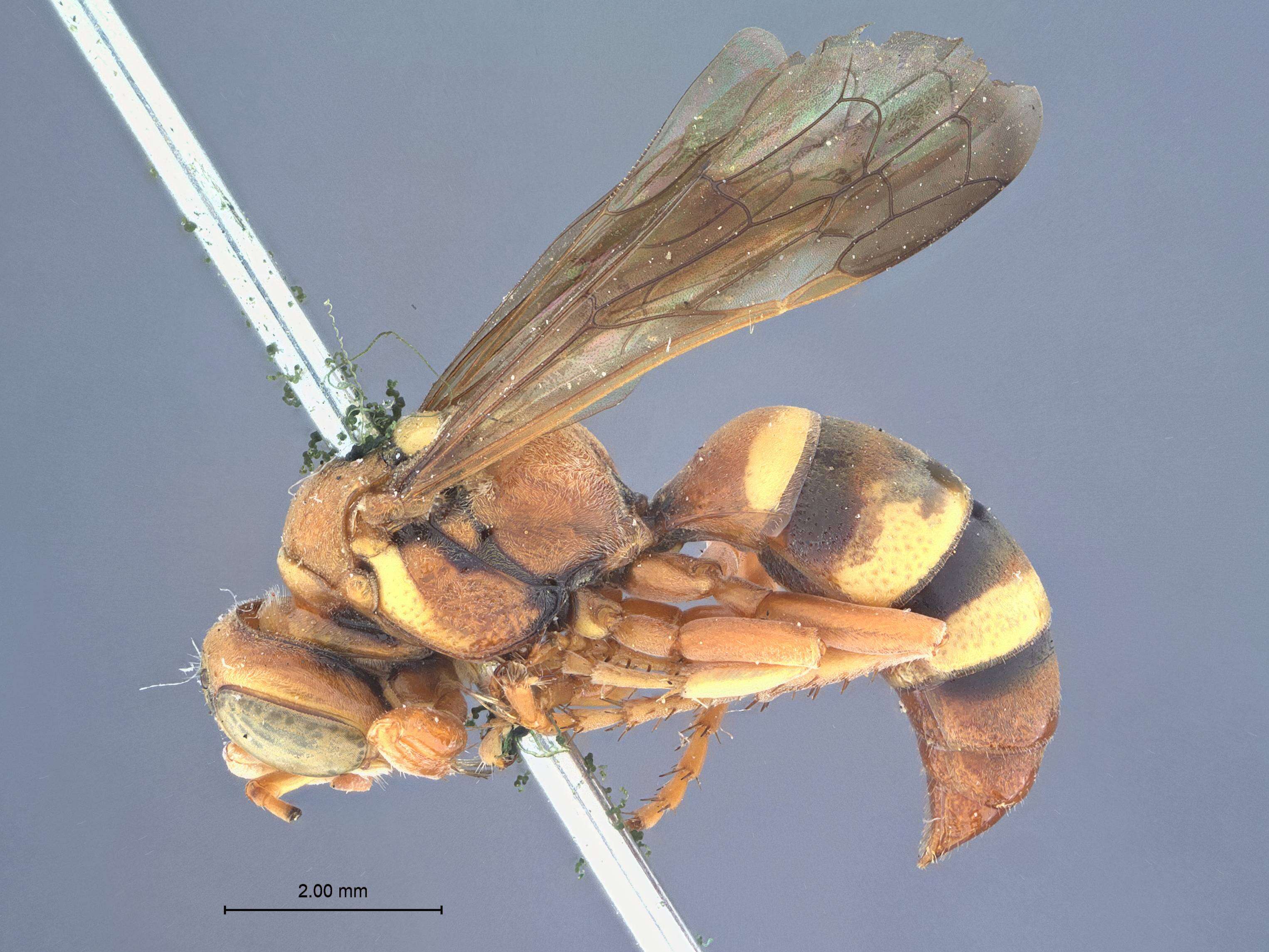 Image of Hoplisoides tricolor (Cresson 1868)