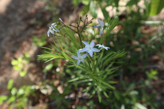 Image of fringed bluestar