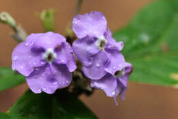 Brunfelsia L. resmi