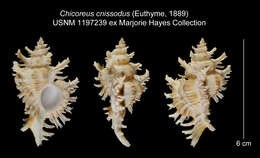 Image of Chicoreus cnissodus (Euthyme 1889)