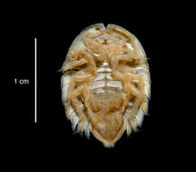 صورة Septemserolis septemcarinata (Miers 1875)