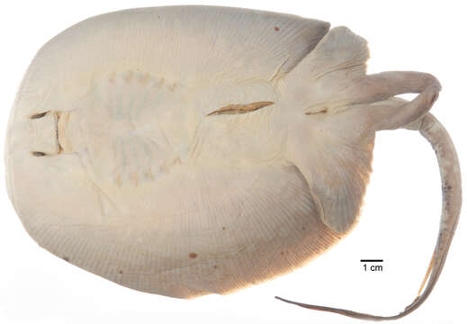 Image of Maracaibo river stingray