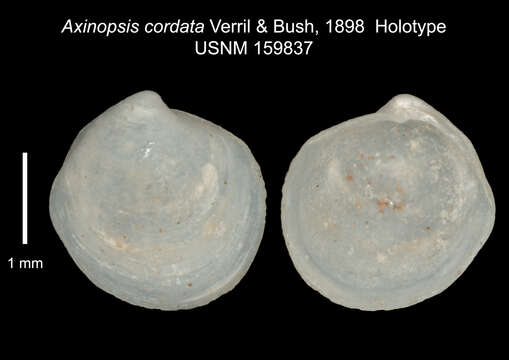 Image de Axinopsida cordata (Verrill & Bush 1898)