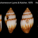 Image of Vexillum chickcharneorum Lyons & Kaicher 1978