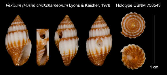 Vexillum chickcharneorum Lyons & Kaicher 1978的圖片