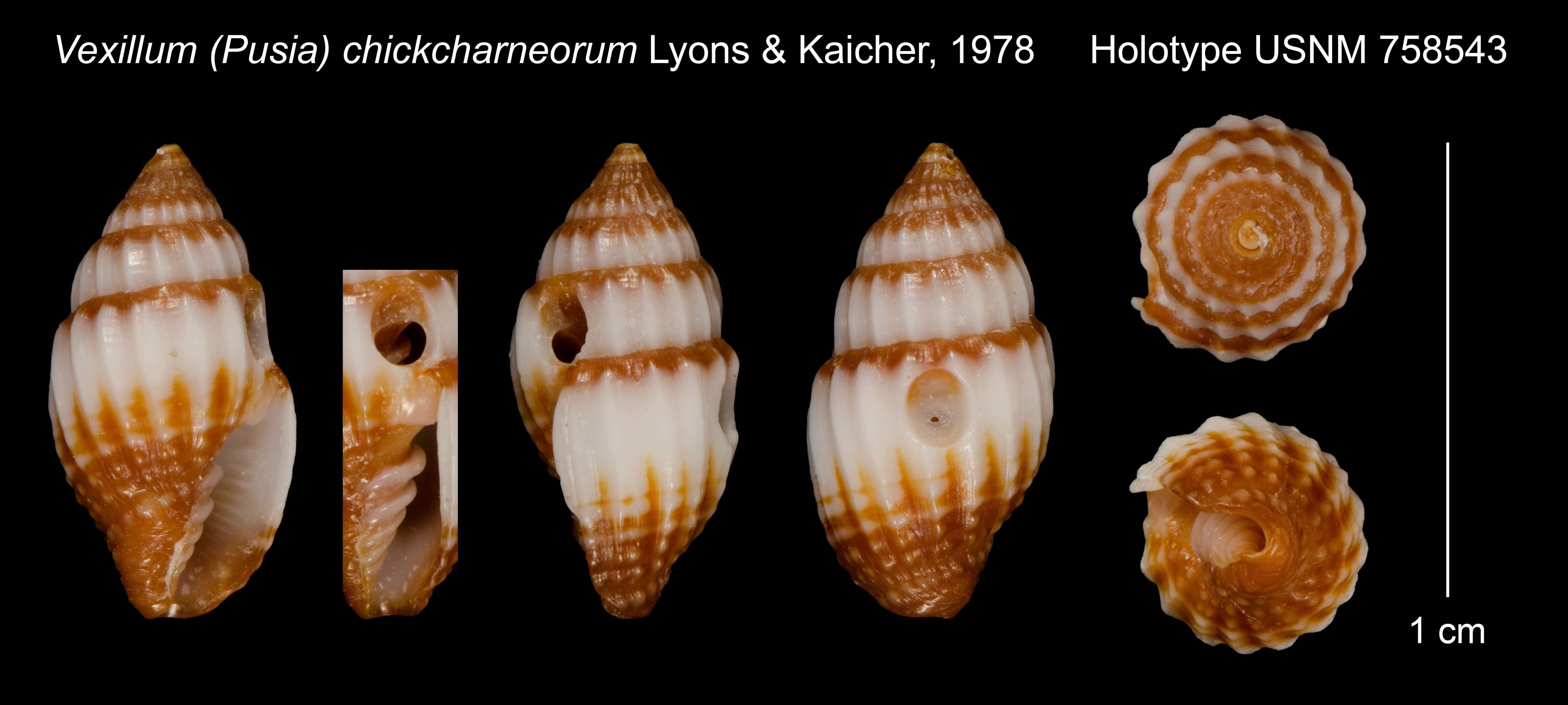 Слика од Vexillum chickcharneorum Lyons & Kaicher 1978