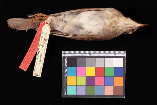 Catharus occidentalis olivascens Nelson 1899 resmi