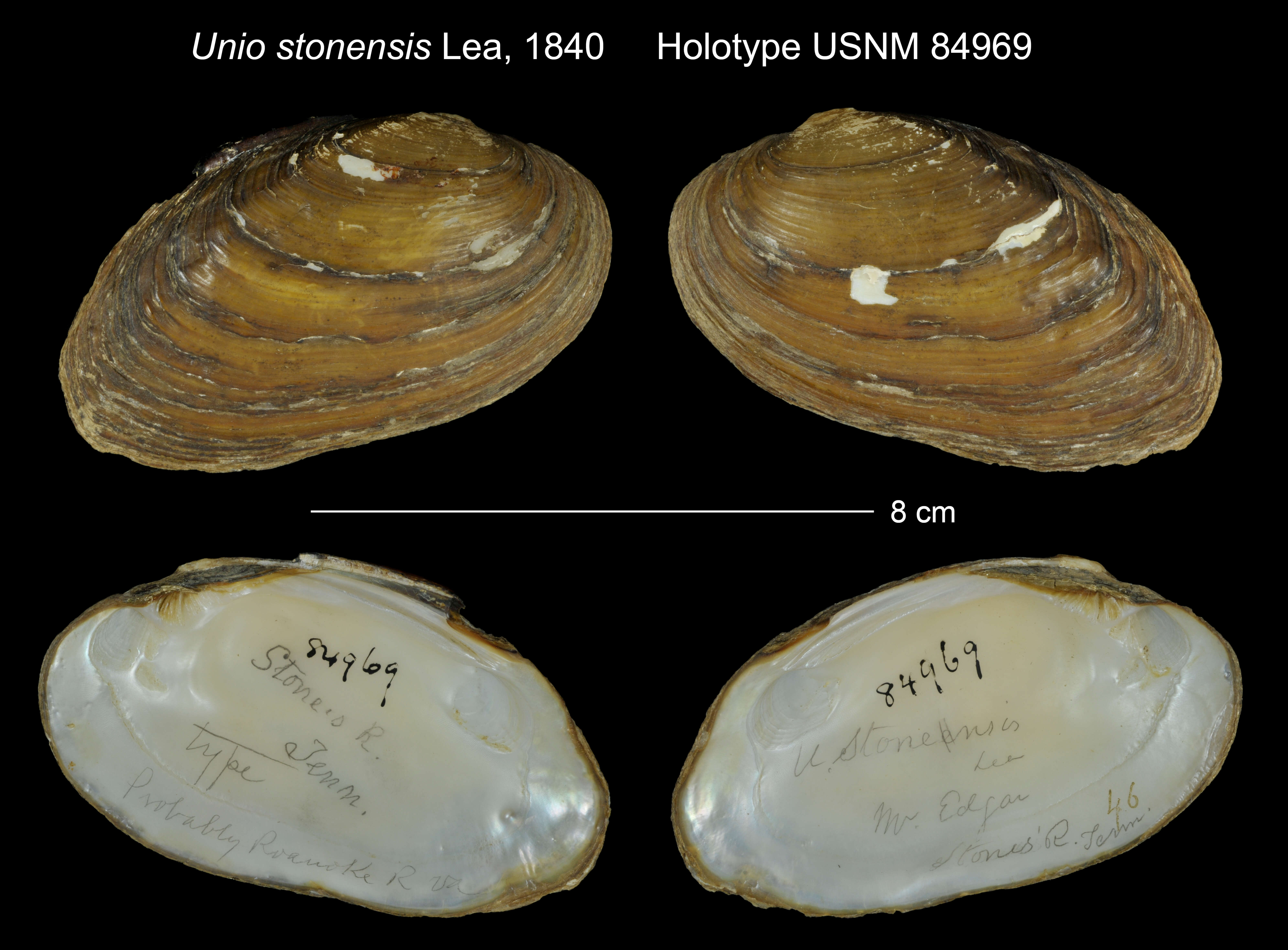 Image of Unio stonensis I. Lea 1840