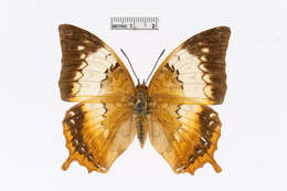 Imagem de Charaxes bernardus Fabricius 1793