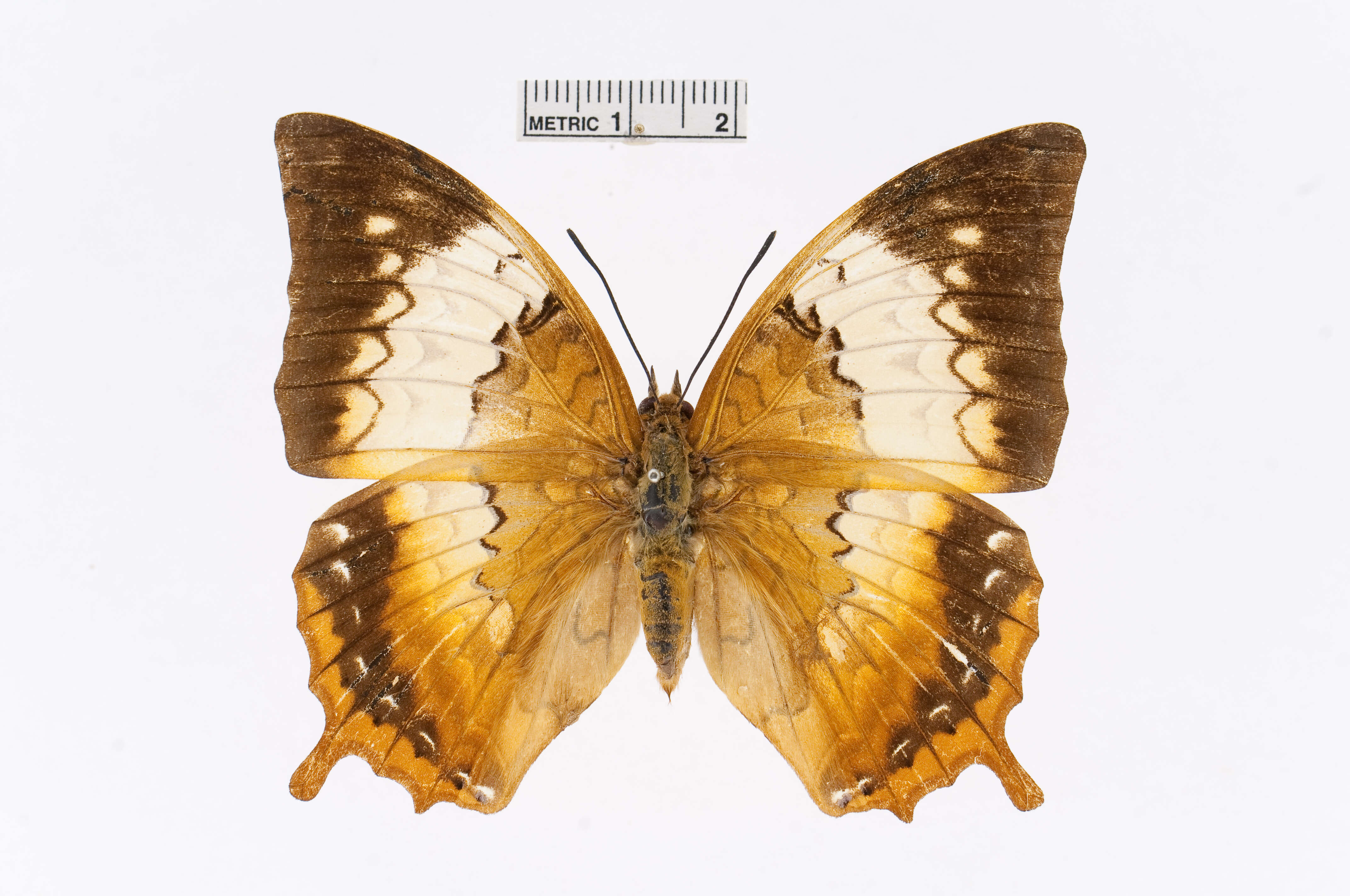 Imagem de Charaxes bernardus Fabricius 1793