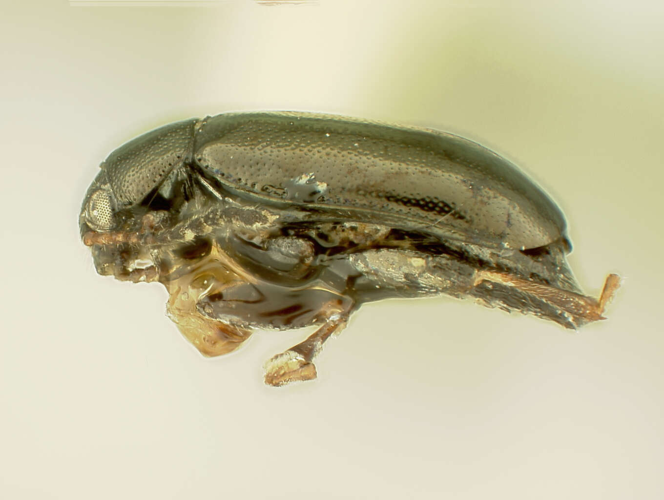 Image of Phyllotreta laticornis Chittenden 1927