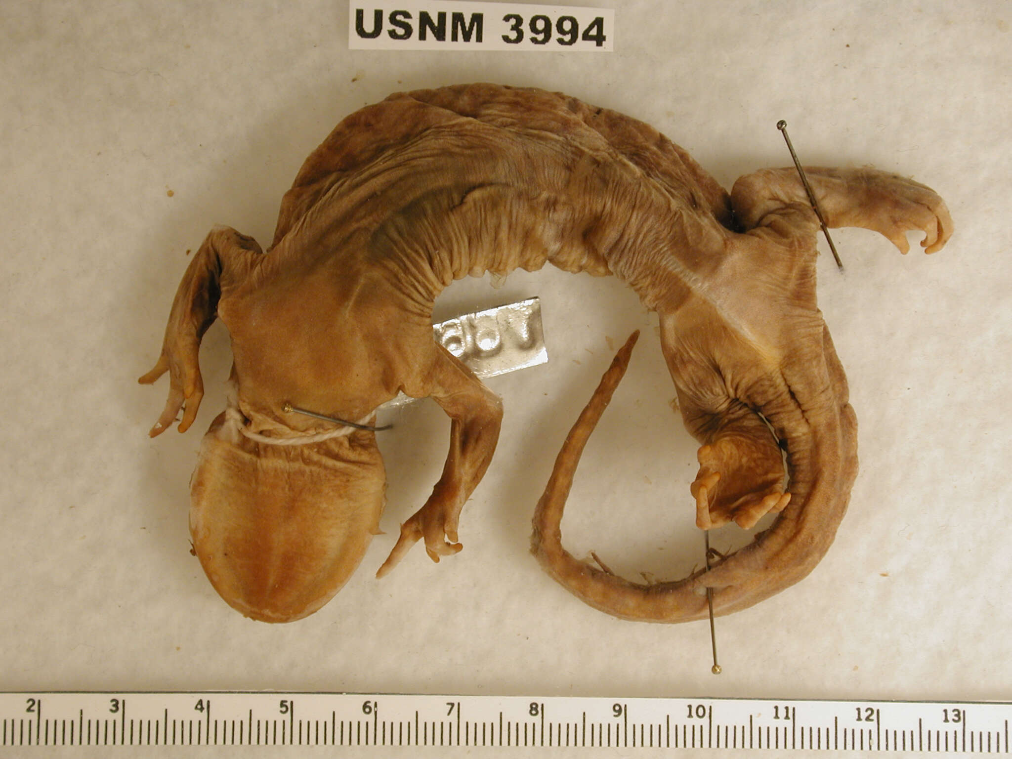 Image of Eastern Tiger Salamander