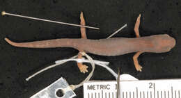 Image of Chunky False Brook Salamander