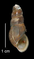 Image of Juga plicifera (I. Lea 1838)