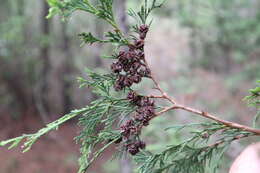 Image of Atlantic White Cedar