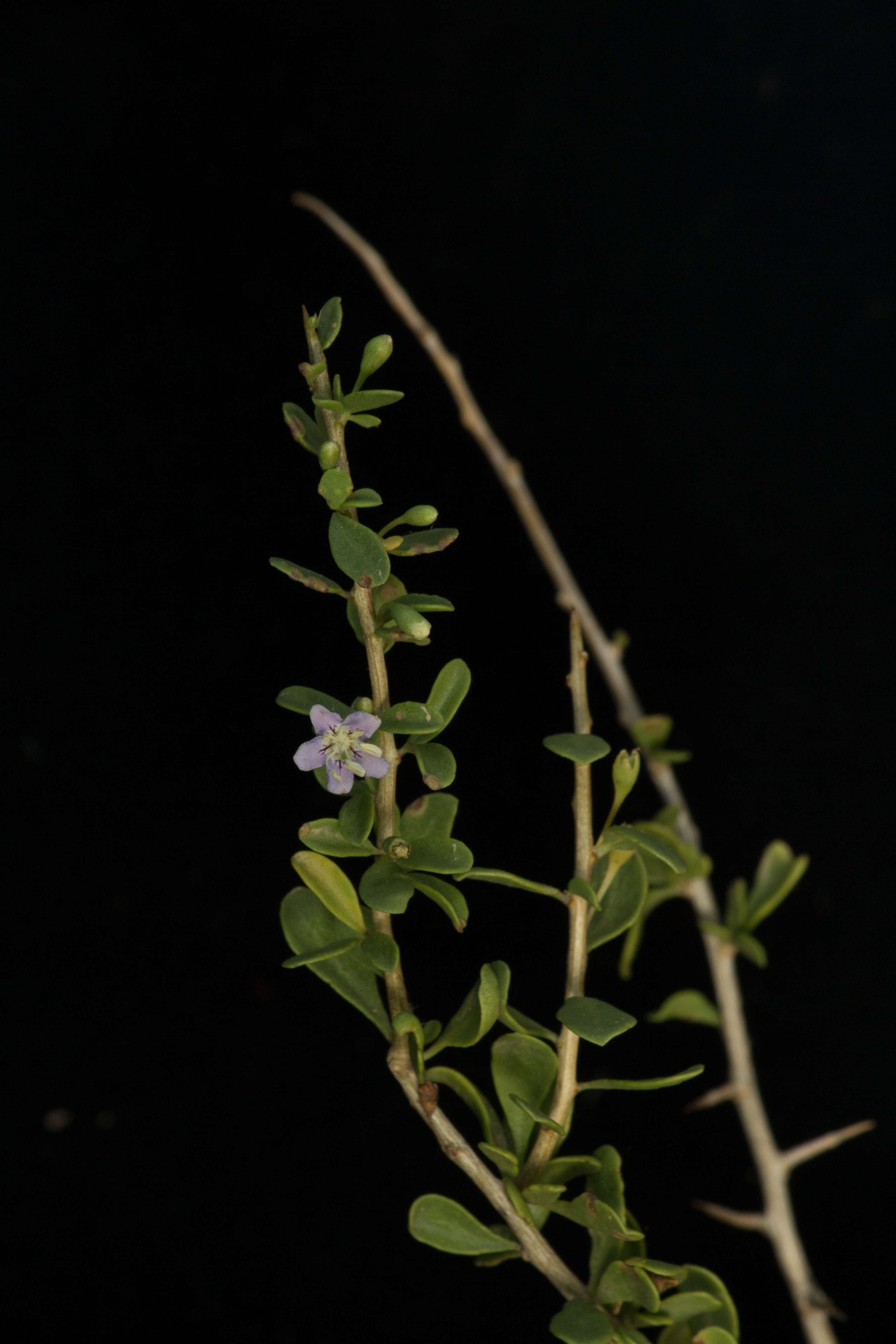 Lycium nodosum var. isthmense (F. Chiang) F. Chiang resmi