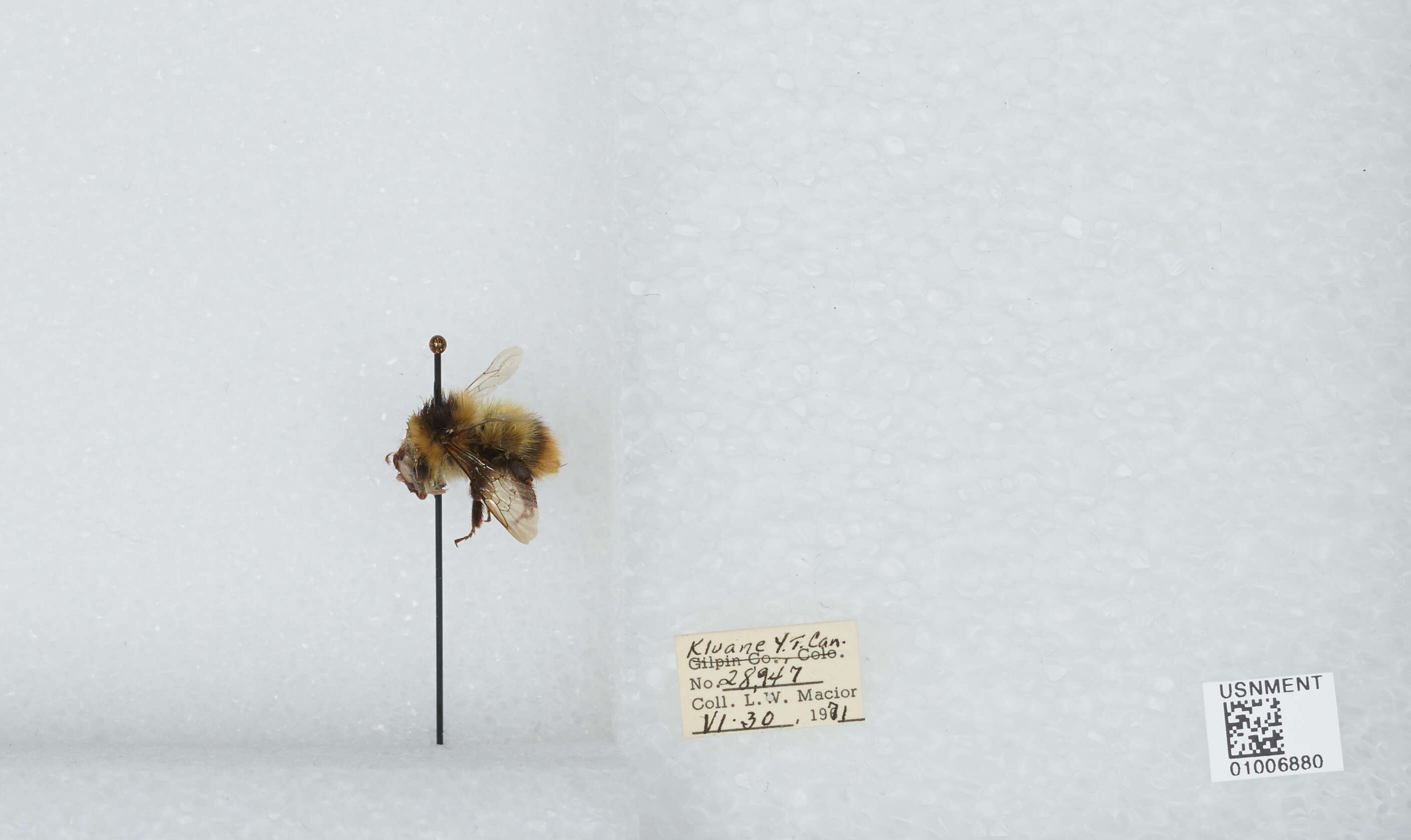 Image of Frigid Bumble Bee