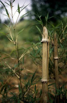 Image of Chimonocalamus Hsueh & T. P. Yi