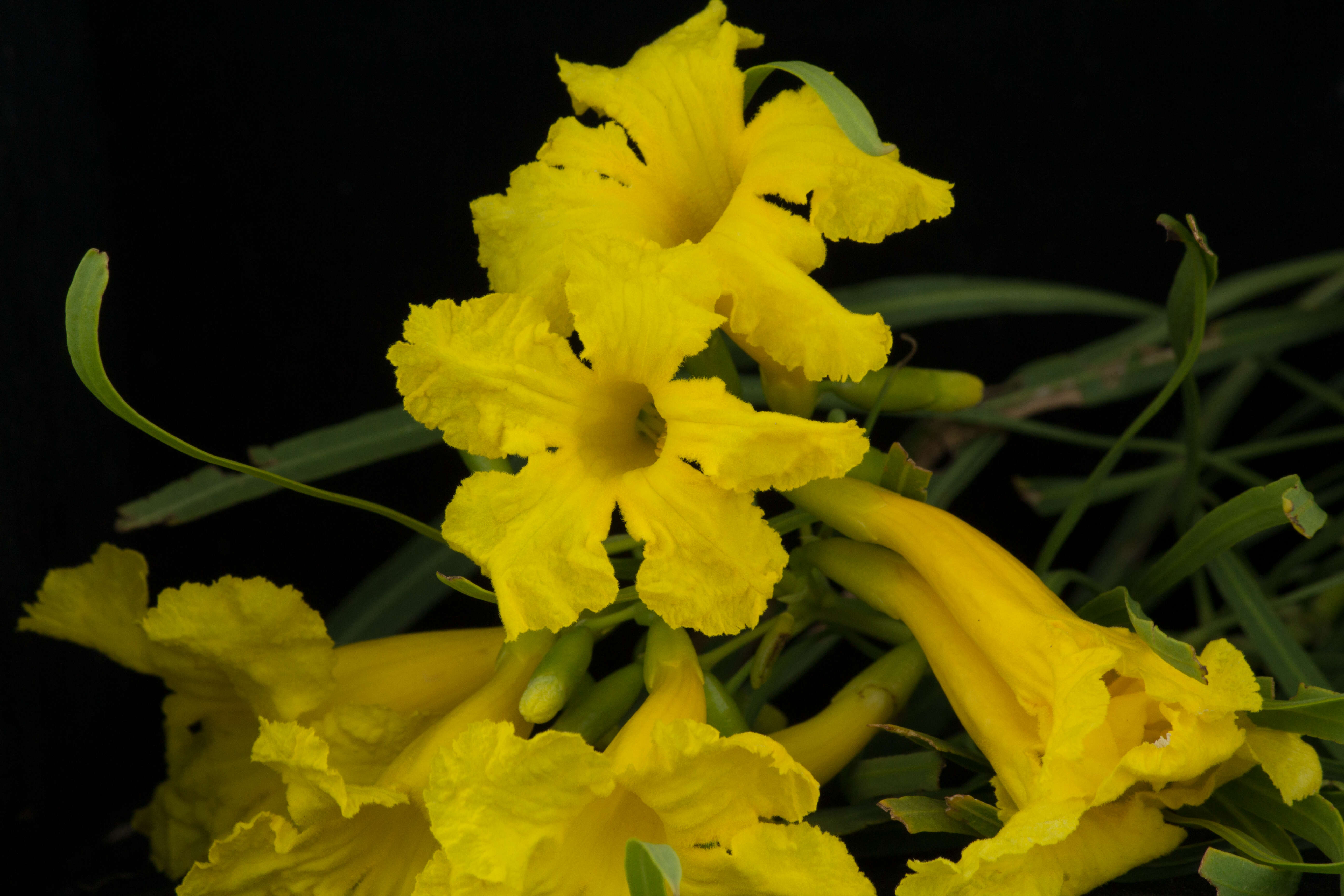 Image of Astianthus