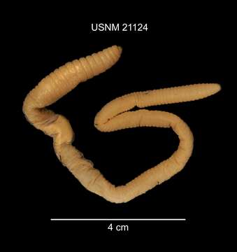 Imagem de Lumbricus terrestris Linnaeus 1758