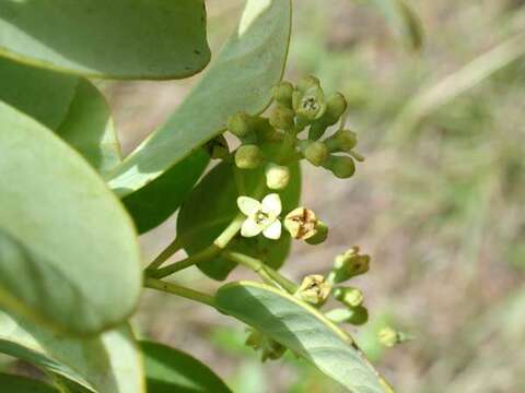 Image of coastal sandalwood