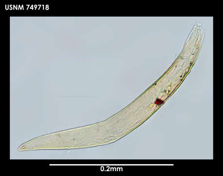 Image of Pruvotina pallioglandulata Salvini-Plawen 1978