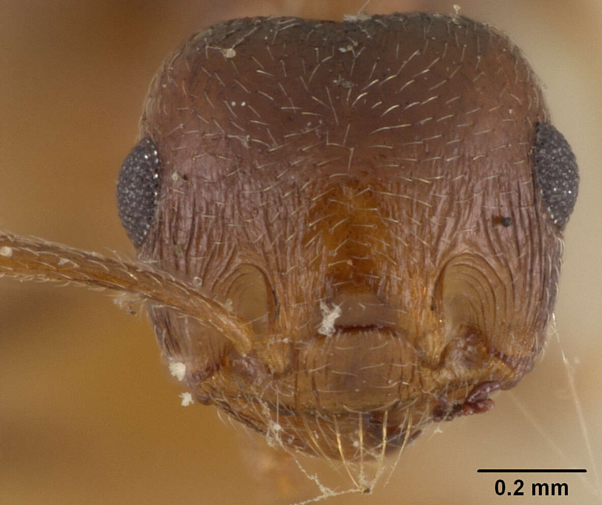 Crematogaster zavattarii Menozzi 1926 resmi