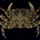 Image of Hemigrapsus sanguineus (De Haan 1835)