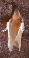 Image of Nematolampas venezuelensis Arocha 2003