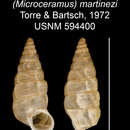 Imagem de Microceramus martinezi C. Torre & Bartsch 2008