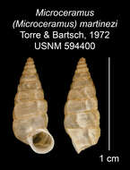 Imagem de Microceramus martinezi C. Torre & Bartsch 2008