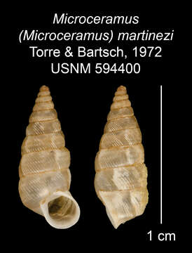 Imagem de Microceramus martinezi C. Torre & Bartsch 2008